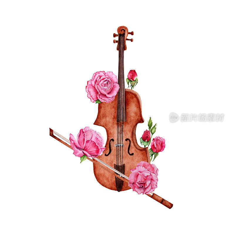 用红色和粉色玫瑰装饰的小提琴。水彩手绘插图在白色的背景。