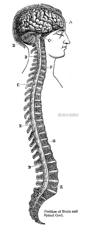 脑和脊髓解剖位置雕刻1881