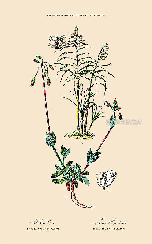 草，植物王国，维多利亚植物插图，大约1853年