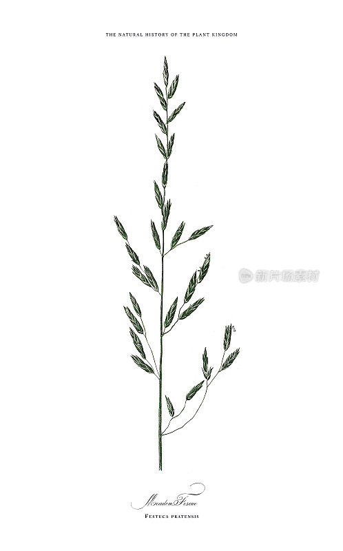 草，植物王国，维多利亚植物插图，大约1853年