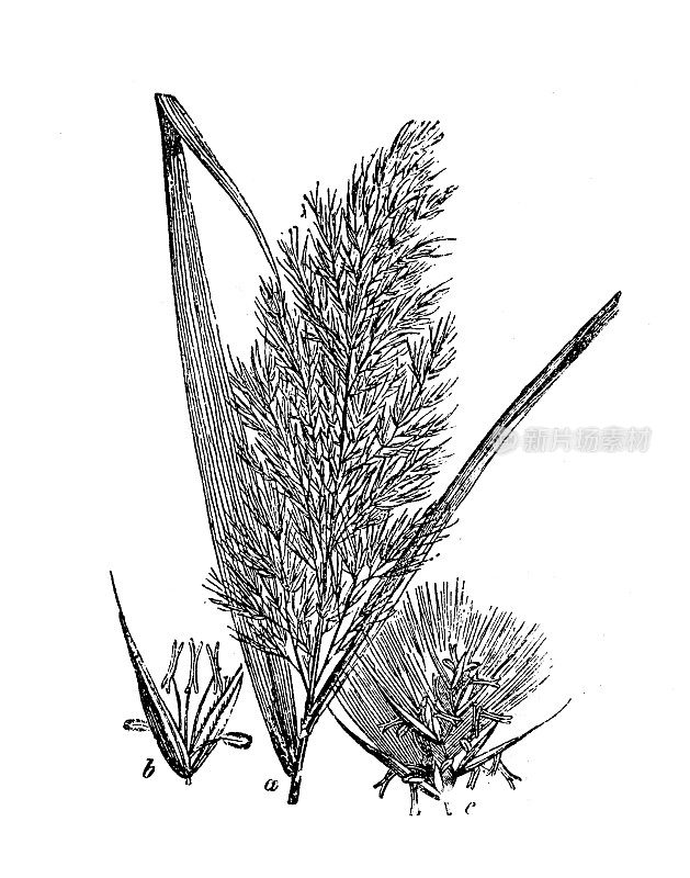 植物学植物仿古雕刻插图:芦苇草