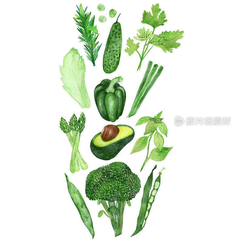 水彩绿色蔬菜孤立在白色的背景。