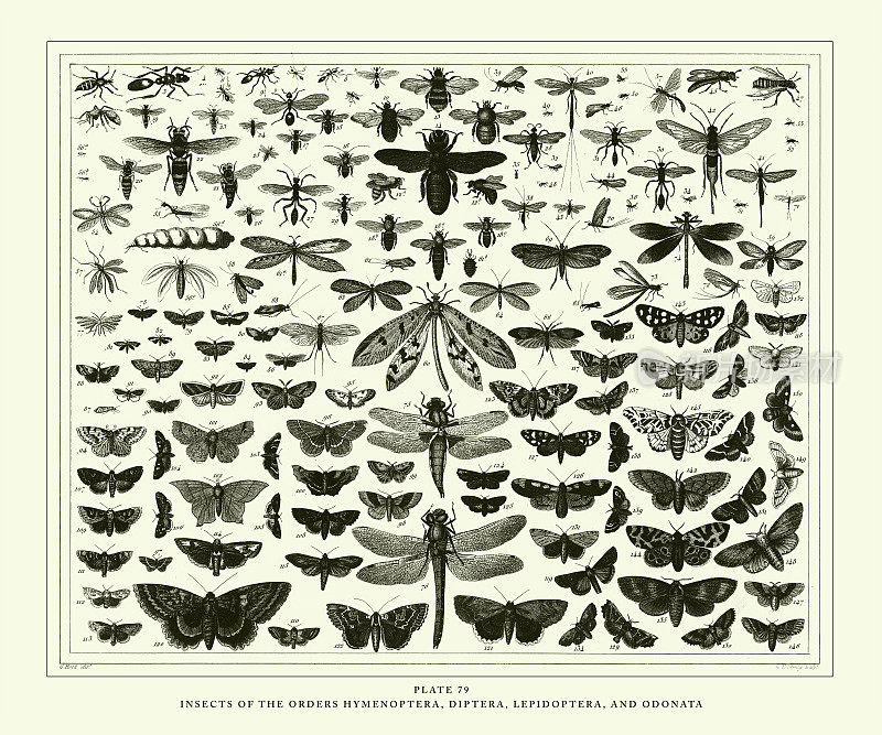 仿古雕刻插图，膜翅目、双翅目、鳞翅目及蜻蜓目昆虫，1851年出版