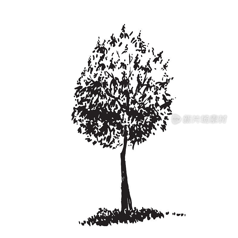 手绘树，甜栗子。黑白实景，毛笔素描。