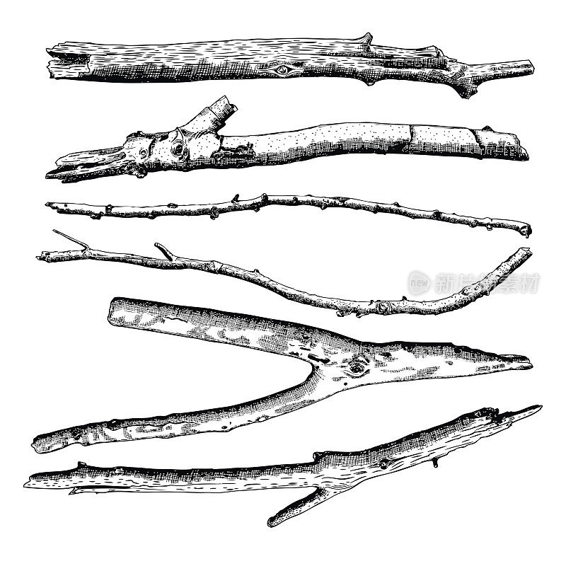 套浮木，底层手绘墨水乡村设计元素收集。干树枝和木枝。复古的高度详细的经典墨画捆绑艺术雕刻风格。向量。