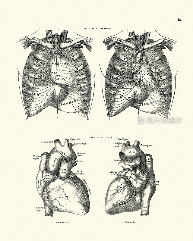 解剖学，胸腔，心脏和主动脉的地形图，维多利亚时期的解剖图