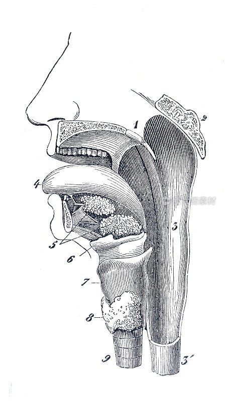 人的嘴有喉和气管，1886年的插图