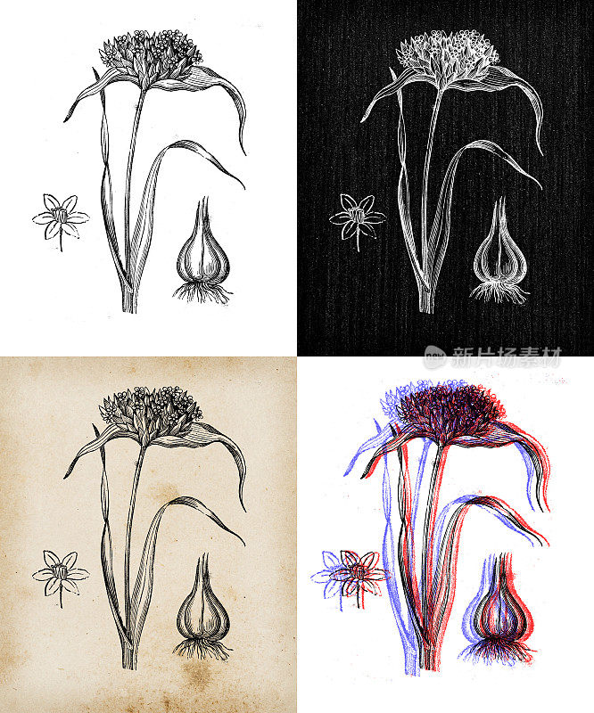 古董植物学插图:大蒜