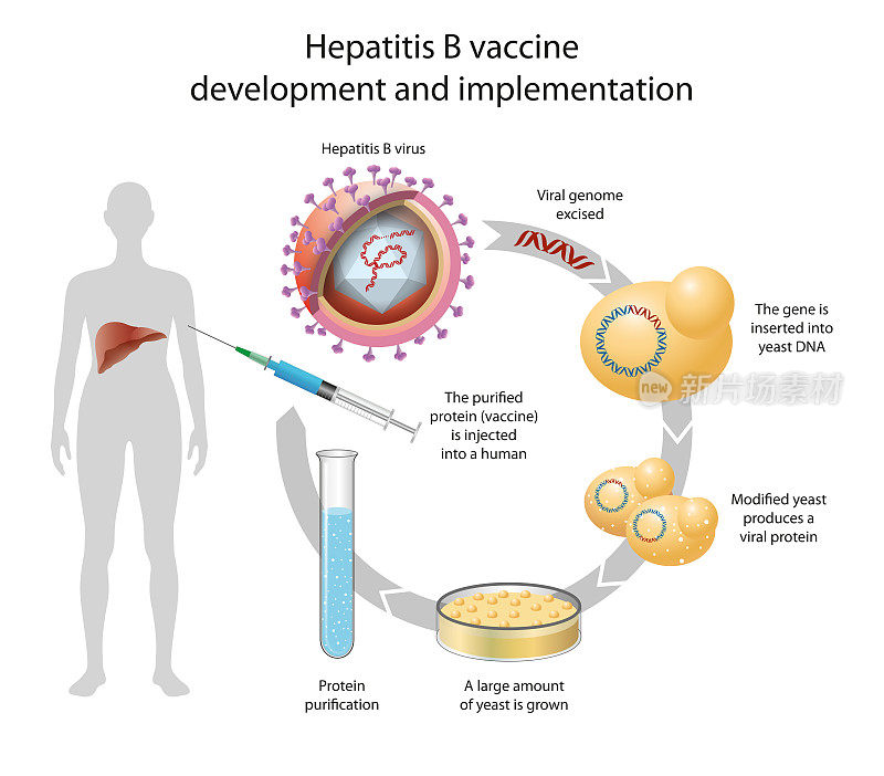 乙型肝炎疫苗的开发和实施