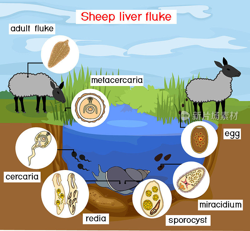 羊肝吸虫与羊、蜗牛和池塘生境的生活史