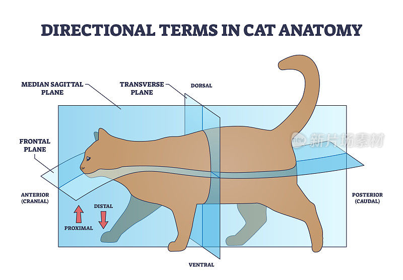 猫科动物解剖学中的方向性术语和四足动物划分示意图
