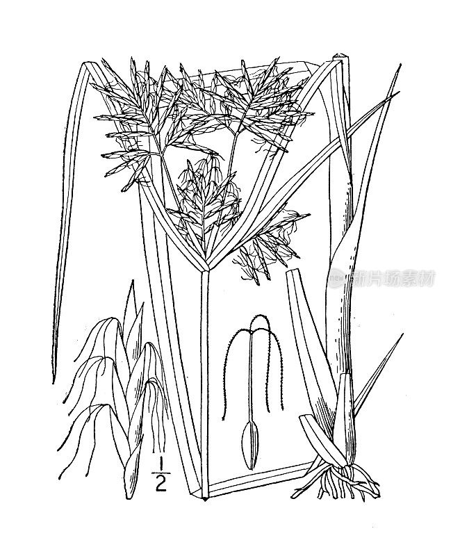 古植物学植物插图:香附、荷香附