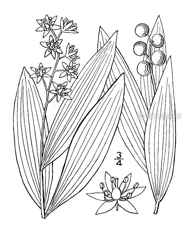 古植物学植物插图:三叶所罗门的印章