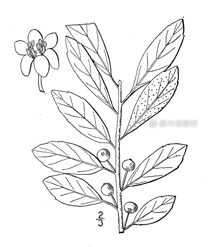 古植物学植物插图:冬青、墨莓、冬青