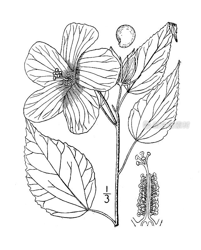 古植物学植物插图:芙蓉，沼泽玫瑰锦葵