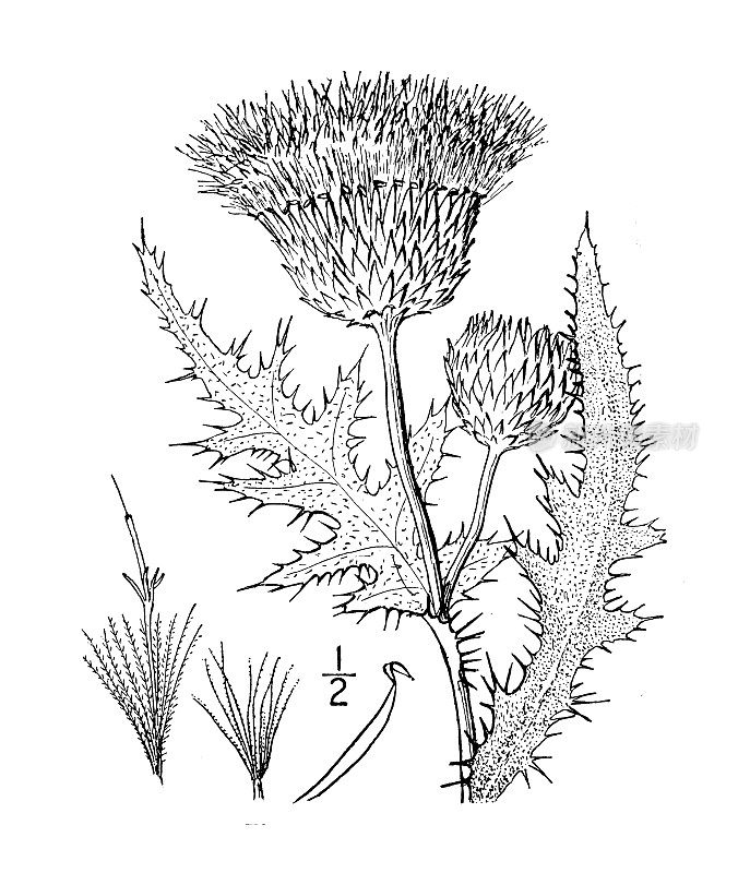 古植物学植物插图:卡杜斯，草原蓟