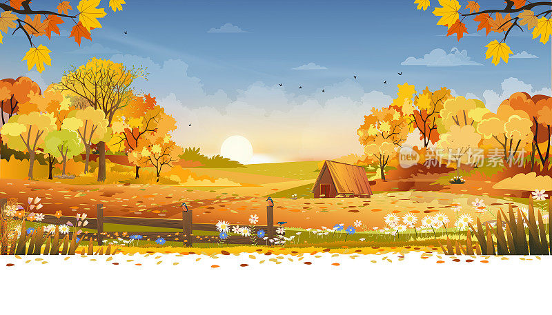 秋天乡村景观农田和森林树木与橙色的天空日落，矢量卡通横幅背景农场的收获，自然的乡村景色与日出为秋天的季节背景