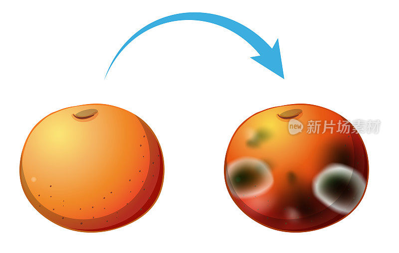 不能食用的发霉腐烂的苹果