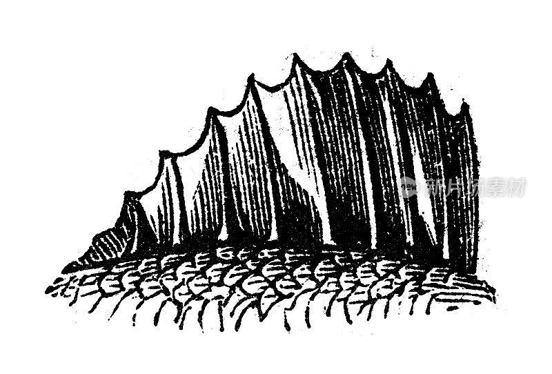 仿古雕刻插图:Fin