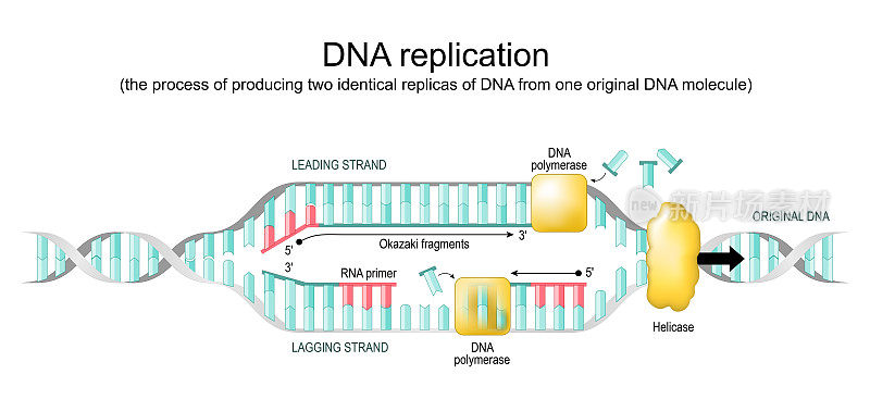 DNA复制。复制叉