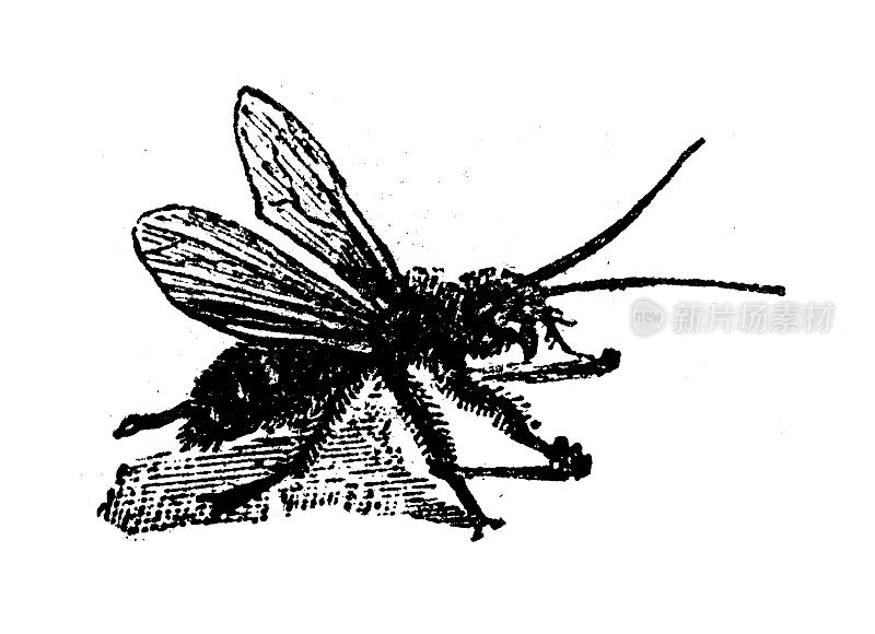 古董雕刻插图:大黄蜂