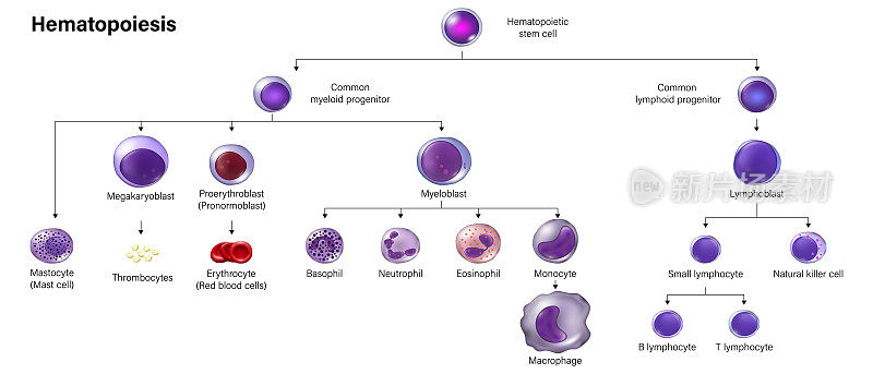 造血学教育图。红细胞，白细胞和凝血细胞。