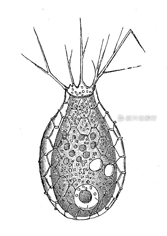 古代生物动物学图像:球形真形树