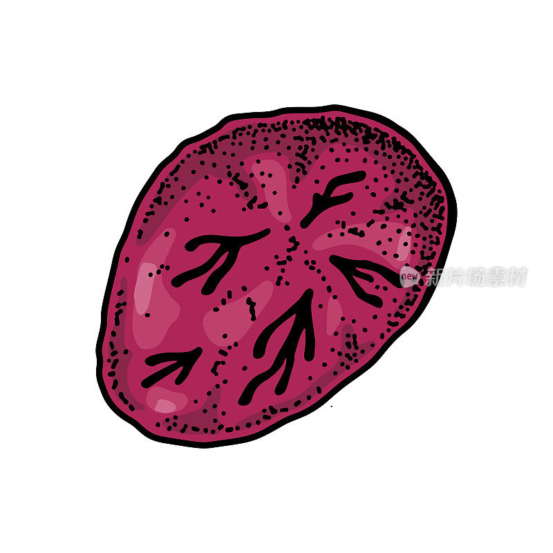 白色背景上分离的网织红细胞。手绘科学微生物载体插图素描风格