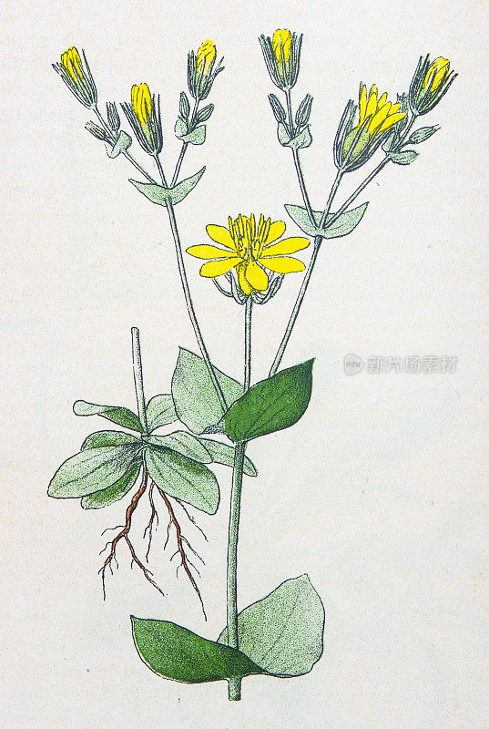 古董植物学插图:黄麦汁，绿叶绿草
