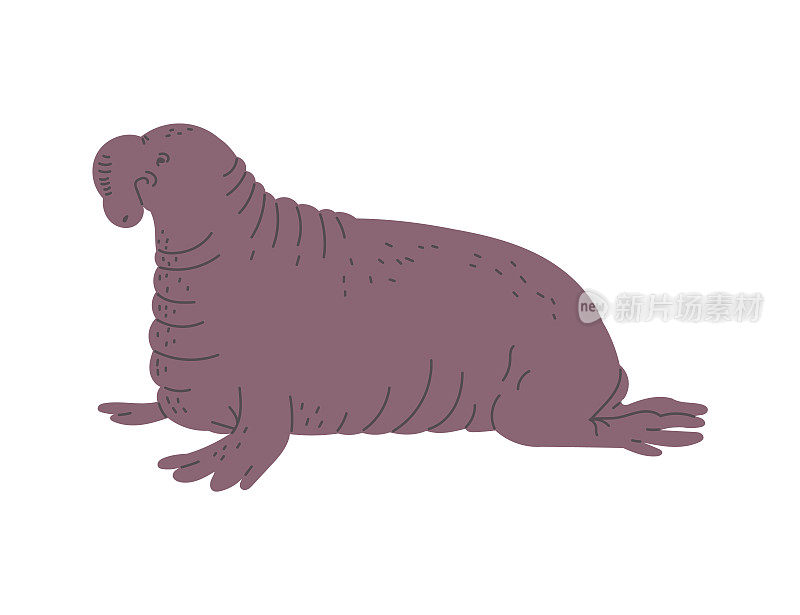 向量插图象海豹，在手绘风格孤立的白色背景