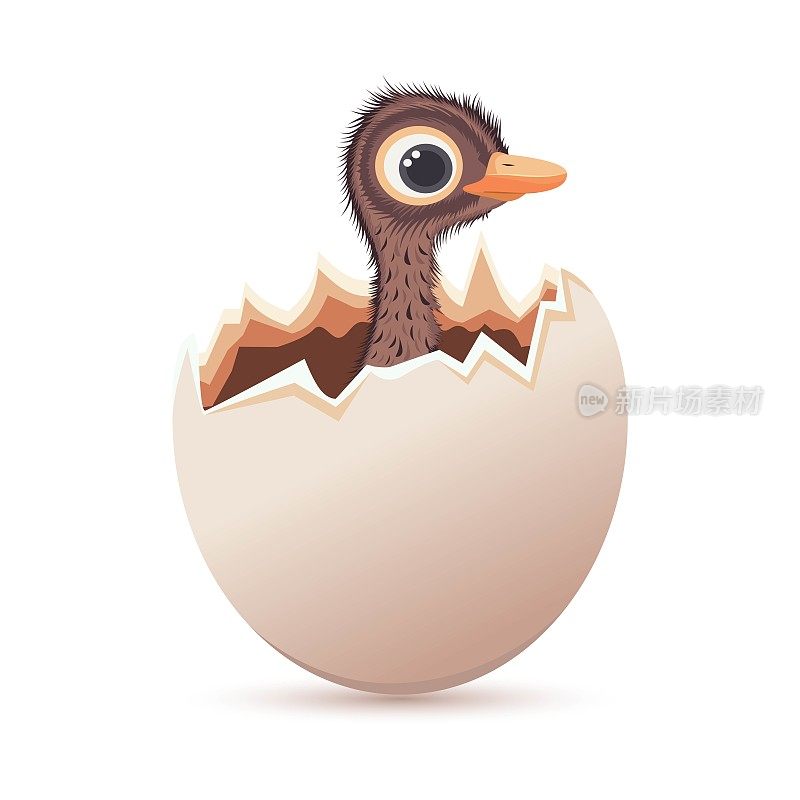 蛋壳里的鸵鸟宝宝。卡通绘画。