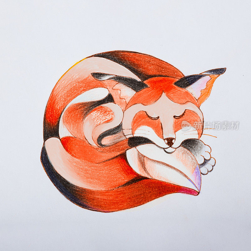 一只蜷缩着睡觉的狐狸的素描。