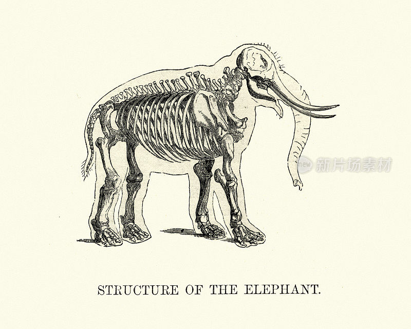 大象骨架，19世纪的木刻
