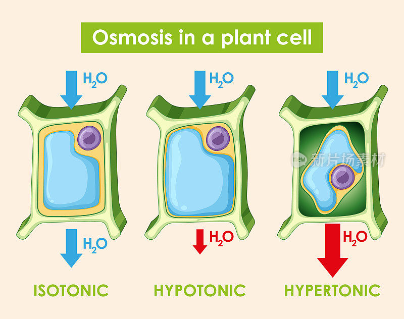 图解显示植物细胞的渗透作用