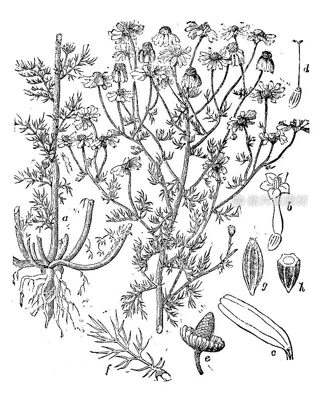 古董插图，植物学:洋甘菊