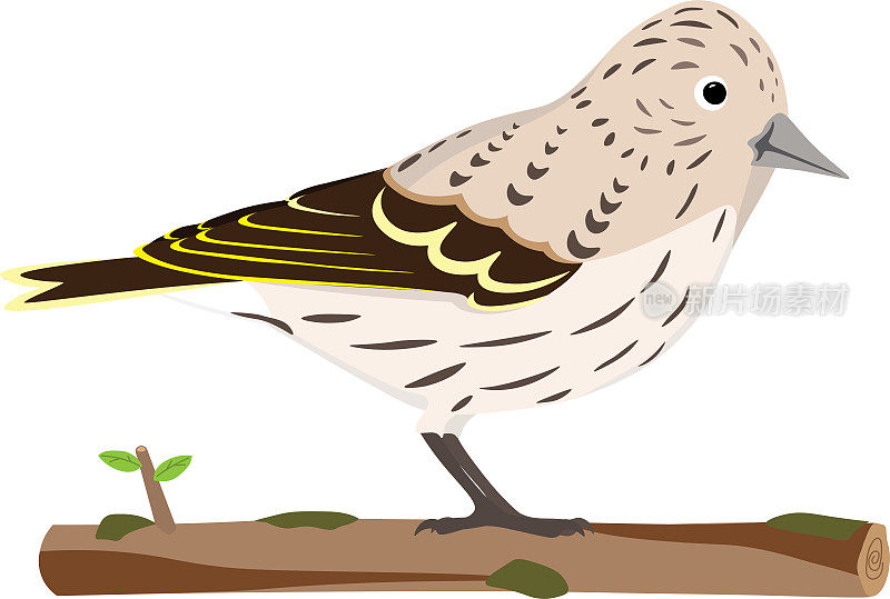 可爱的松金雀，来自北美的鸟，后院的媒介鸟栖息在一个带有地衣的树枝上，可以从鸟和白色的背景中分离出来