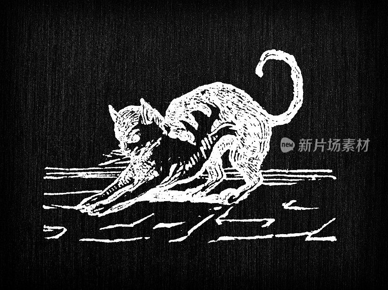 古董猫插图