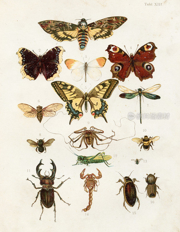 蝴蝶:极光，燕尾，眼鹰蛾，蜻蜓，蚱蜢，蝉，鹿甲虫彩印插图1891年
