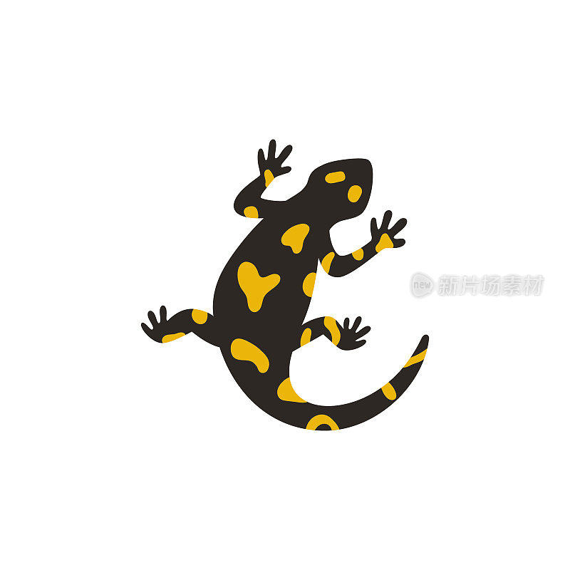 欧洲火蜥蜴被孤立在白色背景上。带有黄色斑点的有毒的黑色两栖动物或蜥蜴的矢量插图。