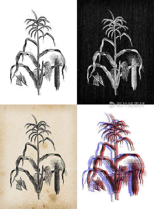 古董植物学插图:玉米