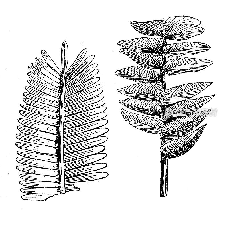 古玩插图:侏罗纪植物群，蕨类植物，石竹