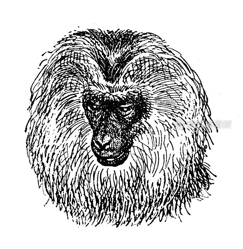 古玩插画:狮子尾猕猴(猕猴)，或漫游者