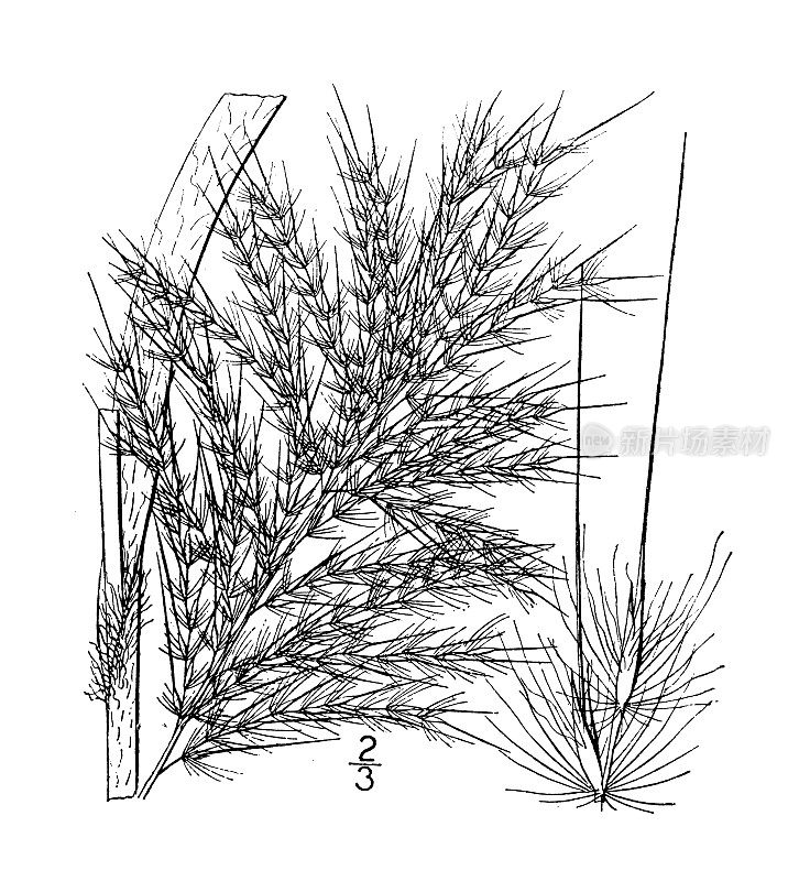 古植物学植物插图:羊草、羽草