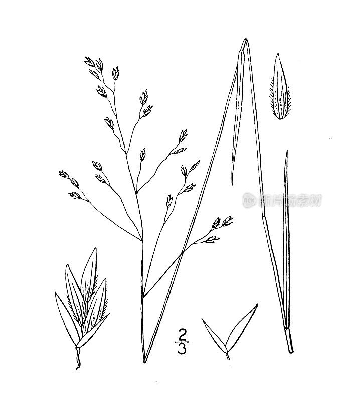 古植物学植物插图:秋水草，弯曲的长矛草
