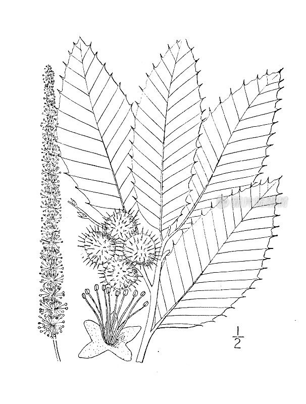 古植物学植物插图:板栗、金瓜平