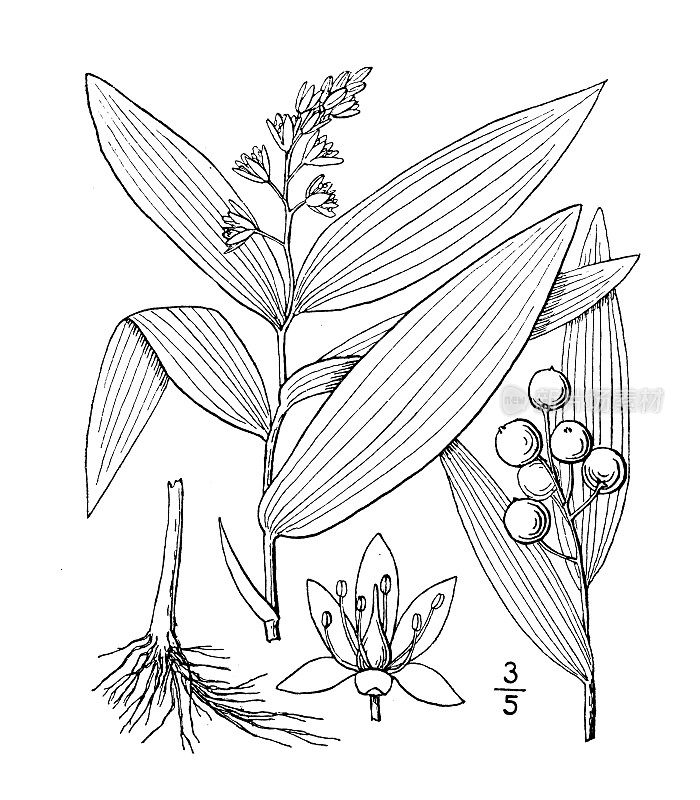 古植物学植物插图:星形纹，星花所罗门的印章