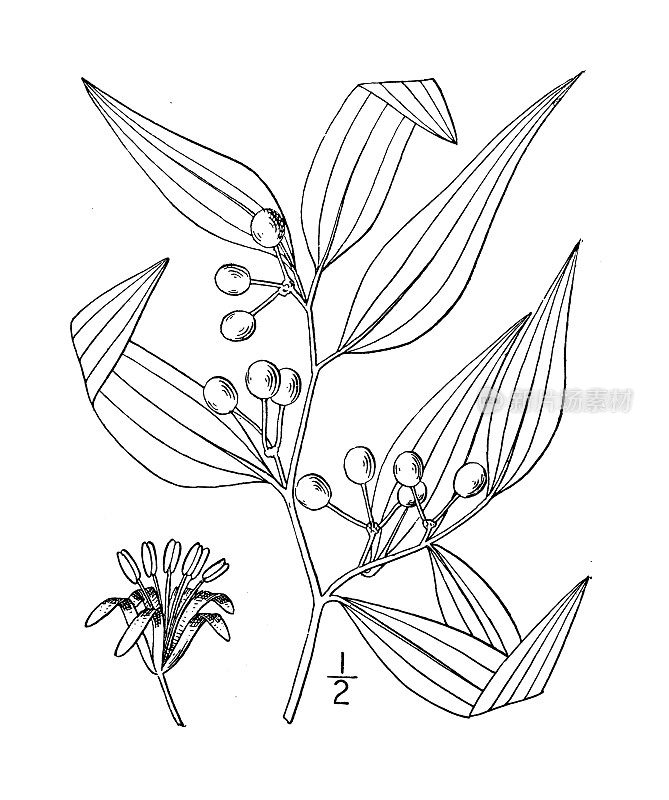 古植物学植物插图:菝葜、刺叶刺荆