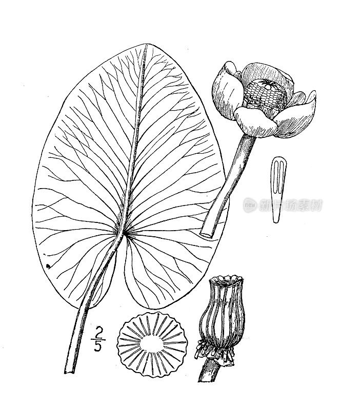 古植物学植物插图:睡莲，大黄塘百合