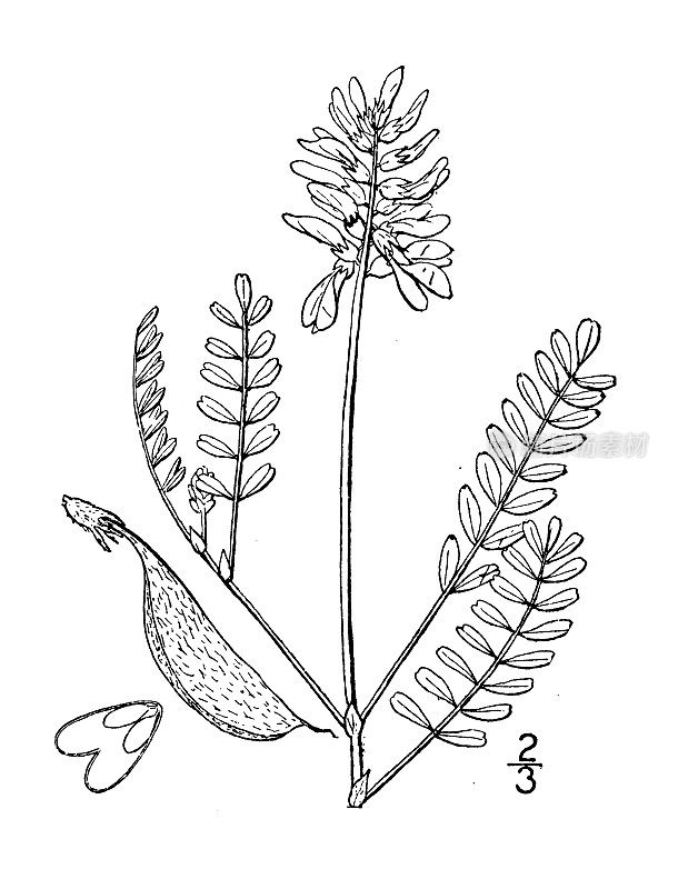 古植物学植物插图:高山黄芪、高山紫云英