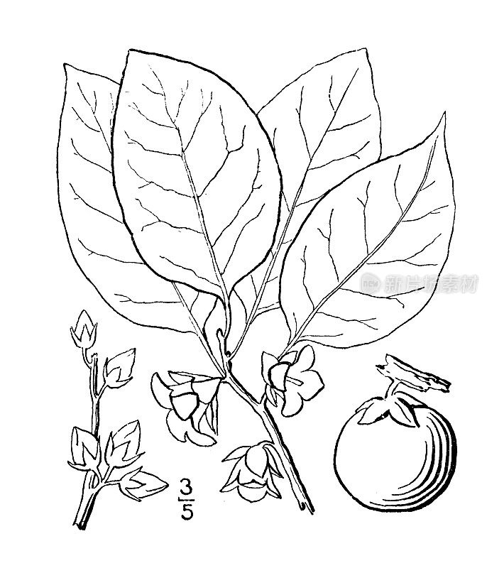 古植物学植物插图:维吉尼亚柿子、柿子、枣梅